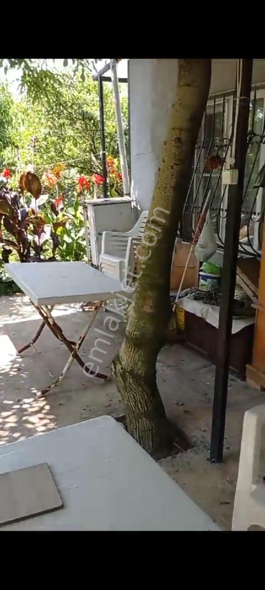 İçinde Evi Olan Bakımlı Meyve Bahçesi Kemalpaşa Ören - Görsel 23