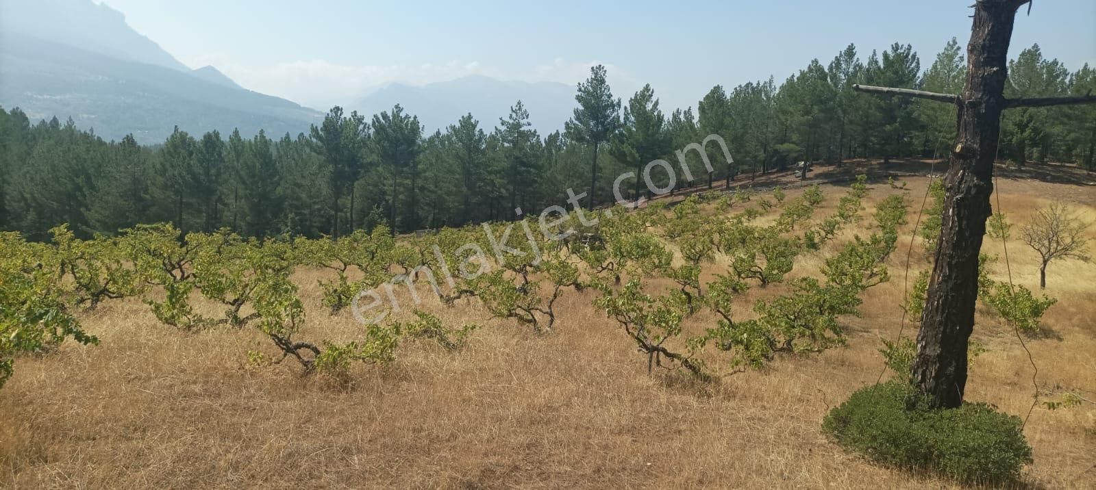 Pozantı Kar Emlaktan Alpu Yaylasında Satılık 445m2 Arsa - Görsel 2