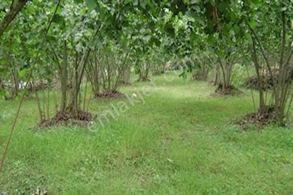 Zonguldak Merkez Karaelmas Satılık Bağ & Bahçe Zonguldak Karaelmas Mahallesinde Satılık Arsa