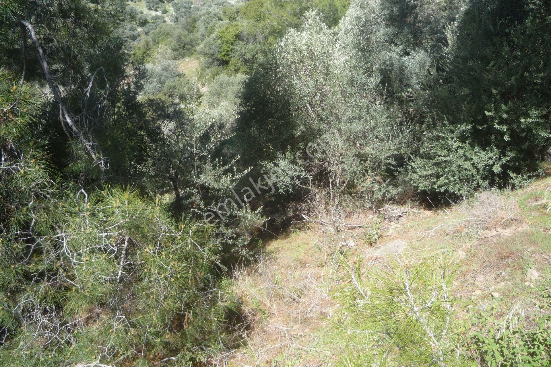 İzmir Torbalı Gold Emlaktan Satılık Zeytinlik.. - Görsel 11