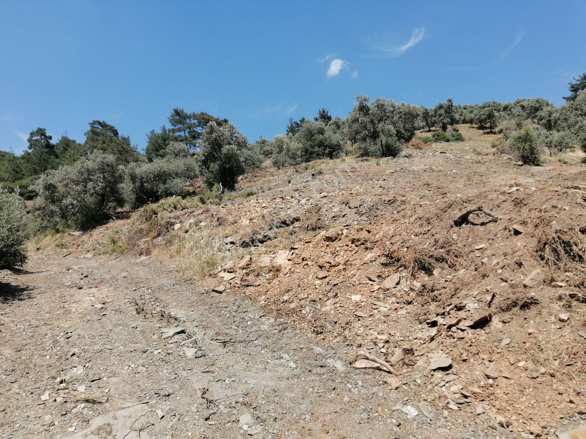 İzmir Torbalı Gold Emlaktan Satılık Zeytinlik.. - Görsel 17
