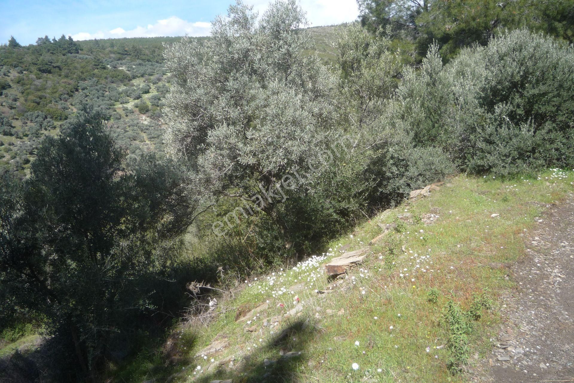 İzmir Torbalı Gold Emlaktan Satılık Zeytinlik..