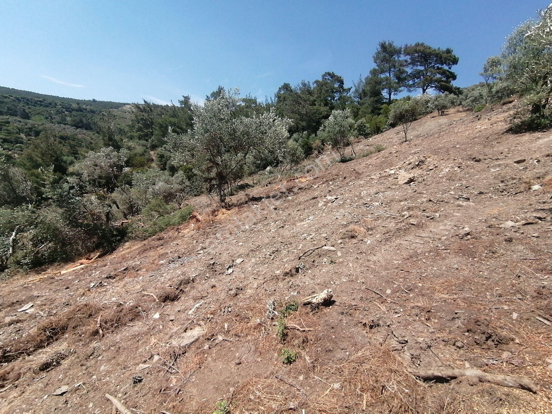 İzmir Torbalı Gold Emlaktan Satılık Zeytinlik.. - Görsel 30