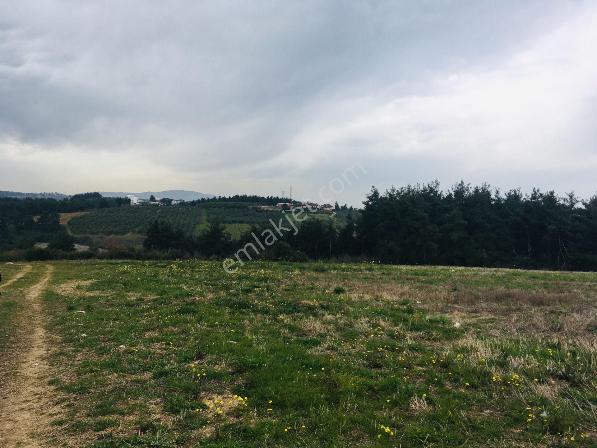 Göynüklüde Satılık 810 M2 Tarla Hissesi - Görsel 5