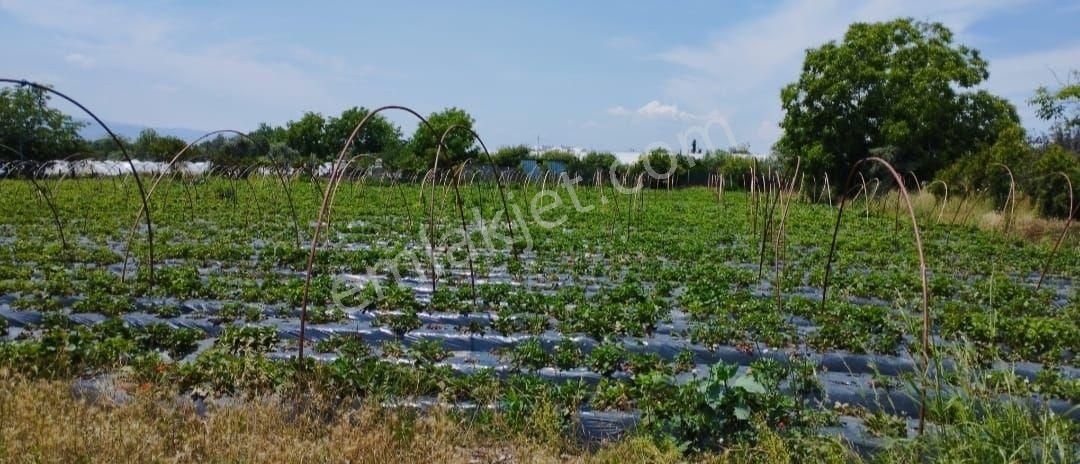 Sultanhisar Atça Satılık Bağ & Bahçe Dönertaş Emlaktan Arsa İmar İçı