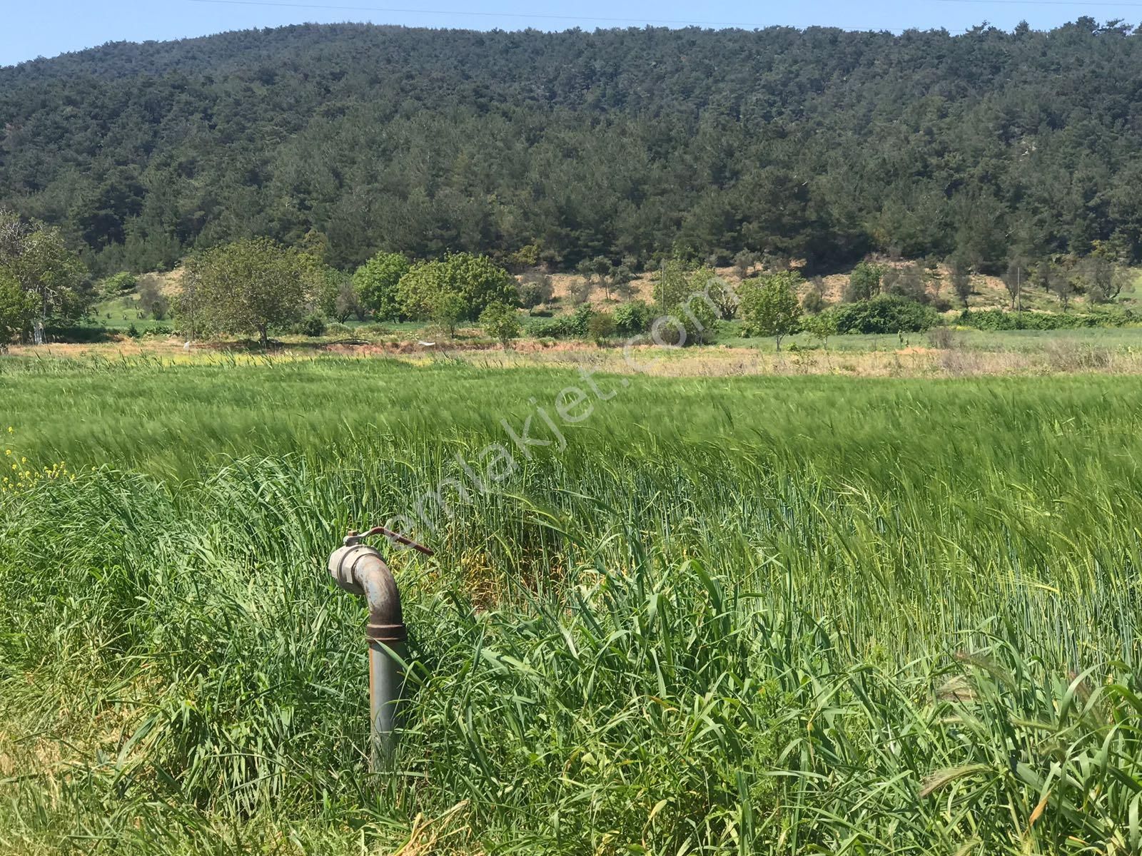 Çanakkale Eceabat Kumköy'de Sahibinden 2400 M2 Satılık Arsa. - Görsel 6