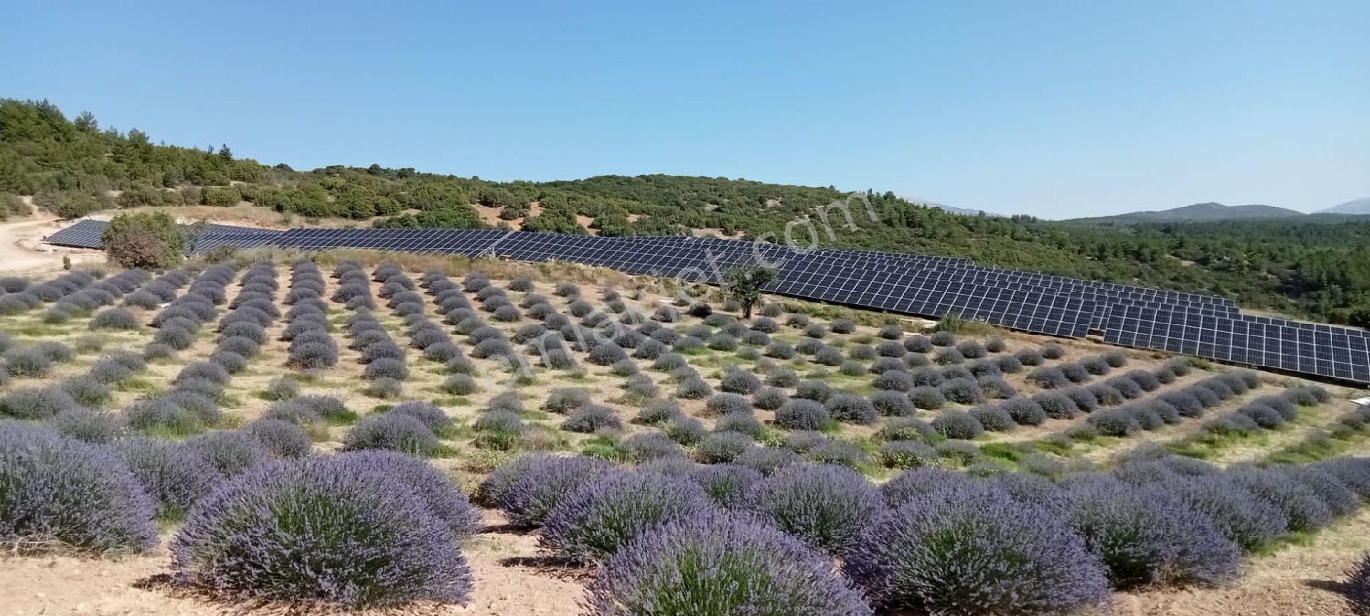 Keçiborlu Kılıç Köyü (Yenice) Satılık Bağ & Bahçe Isparta Keçiborlu Kılıç Köyü Satılık Lavanta Bahçesi 