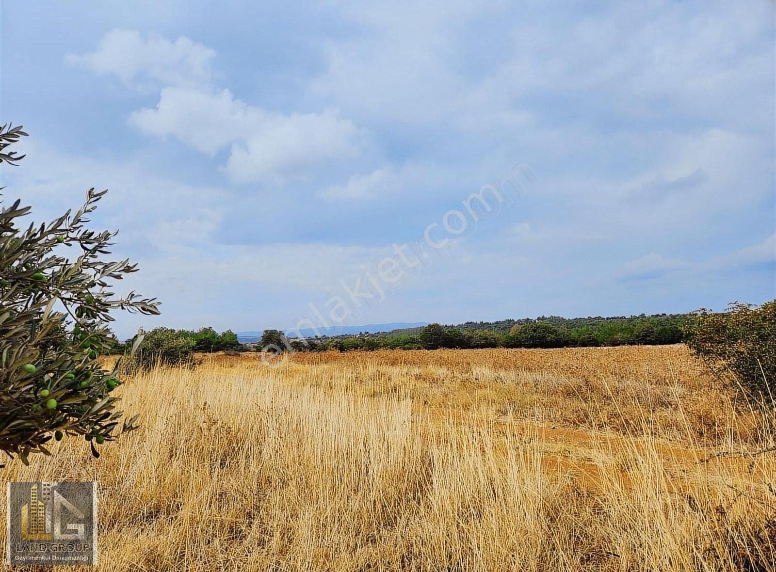 Bayramiç Pıtıreli Köyü Satılık Tarla LANDGROUP DAN ÇANAKKALE BAYRAMİÇ PITIRELİ KÖYÜNDE SATILIK TARLA