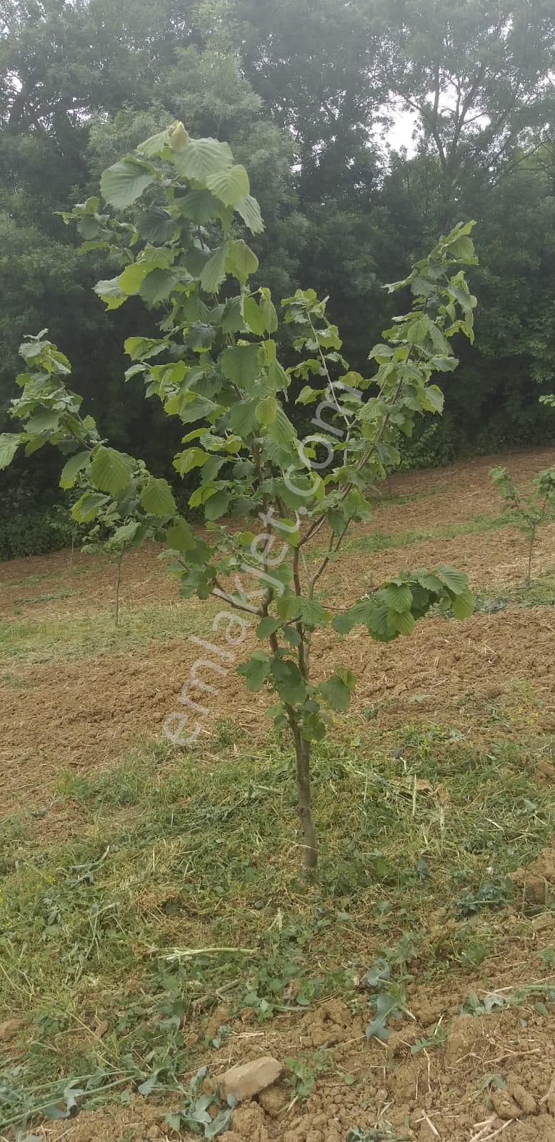 Resmi Yola 1 Parsel Hıdırlar Köyünde Fındık Bahçesi 8.8 Dönüm - Görsel 9