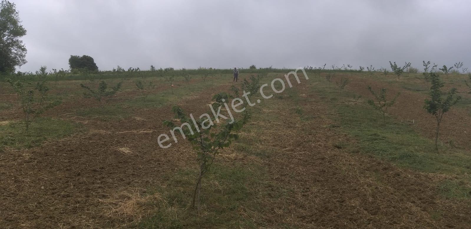 Resmi Yola 1 Parsel Hıdırlar Köyünde Fındık Bahçesi 8.8 Dönüm - Görsel 3