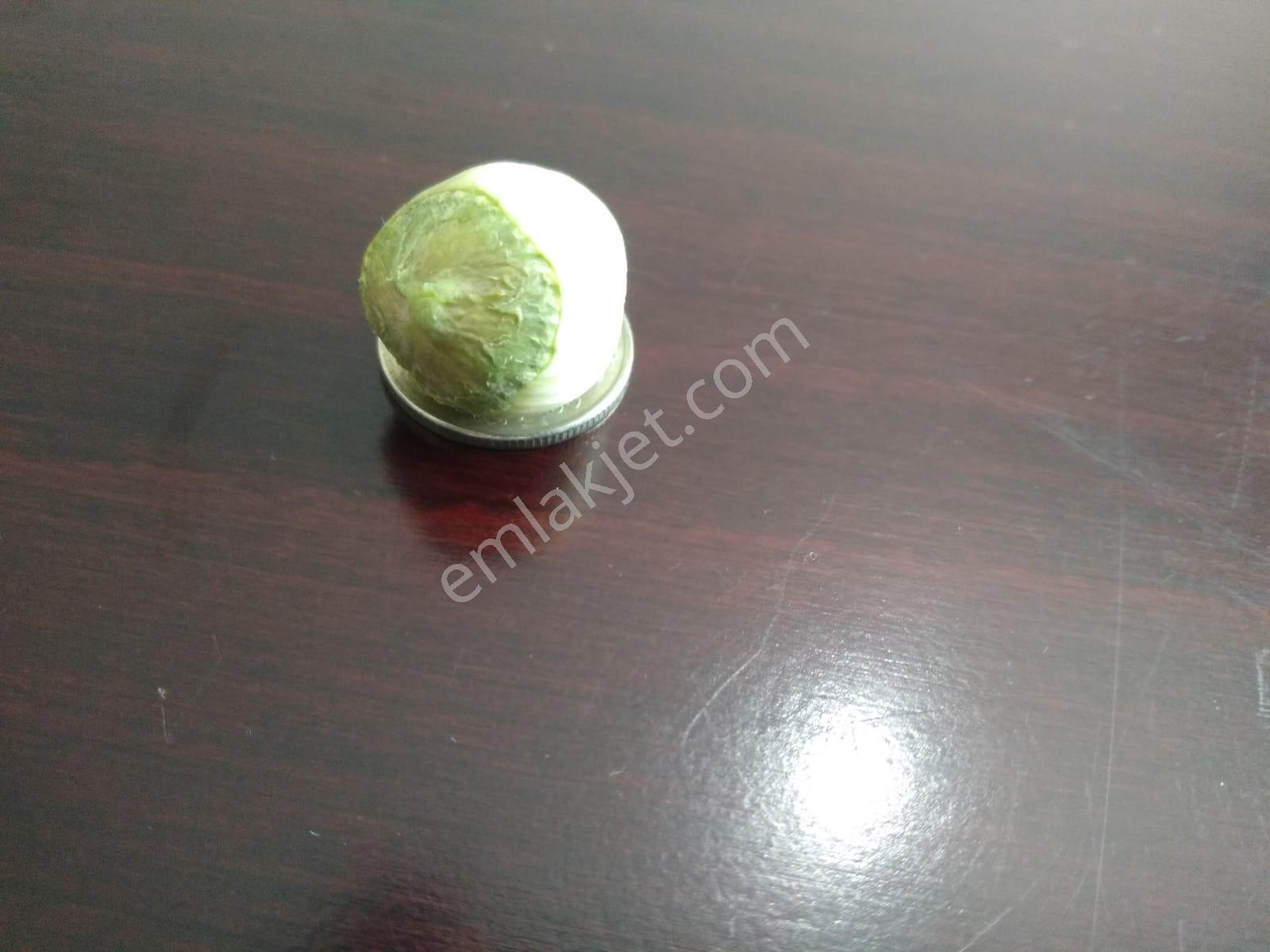 Resmi Yola 1 Parsel Hıdırlar Köyünde Fındık Bahçesi 8.8 Dönüm - Görsel 22