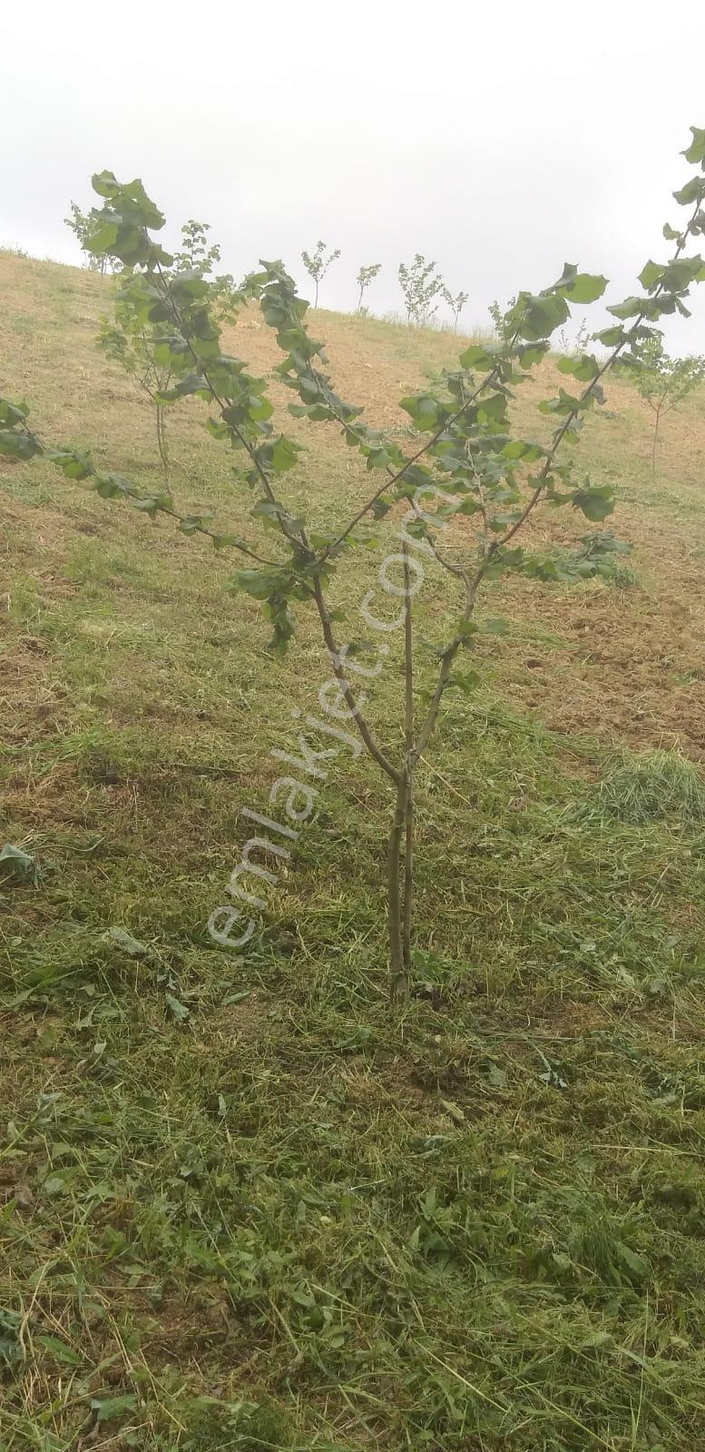 Resmi Yola 1 Parsel Hıdırlar Köyünde Fındık Bahçesi 8.8 Dönüm - Görsel 8