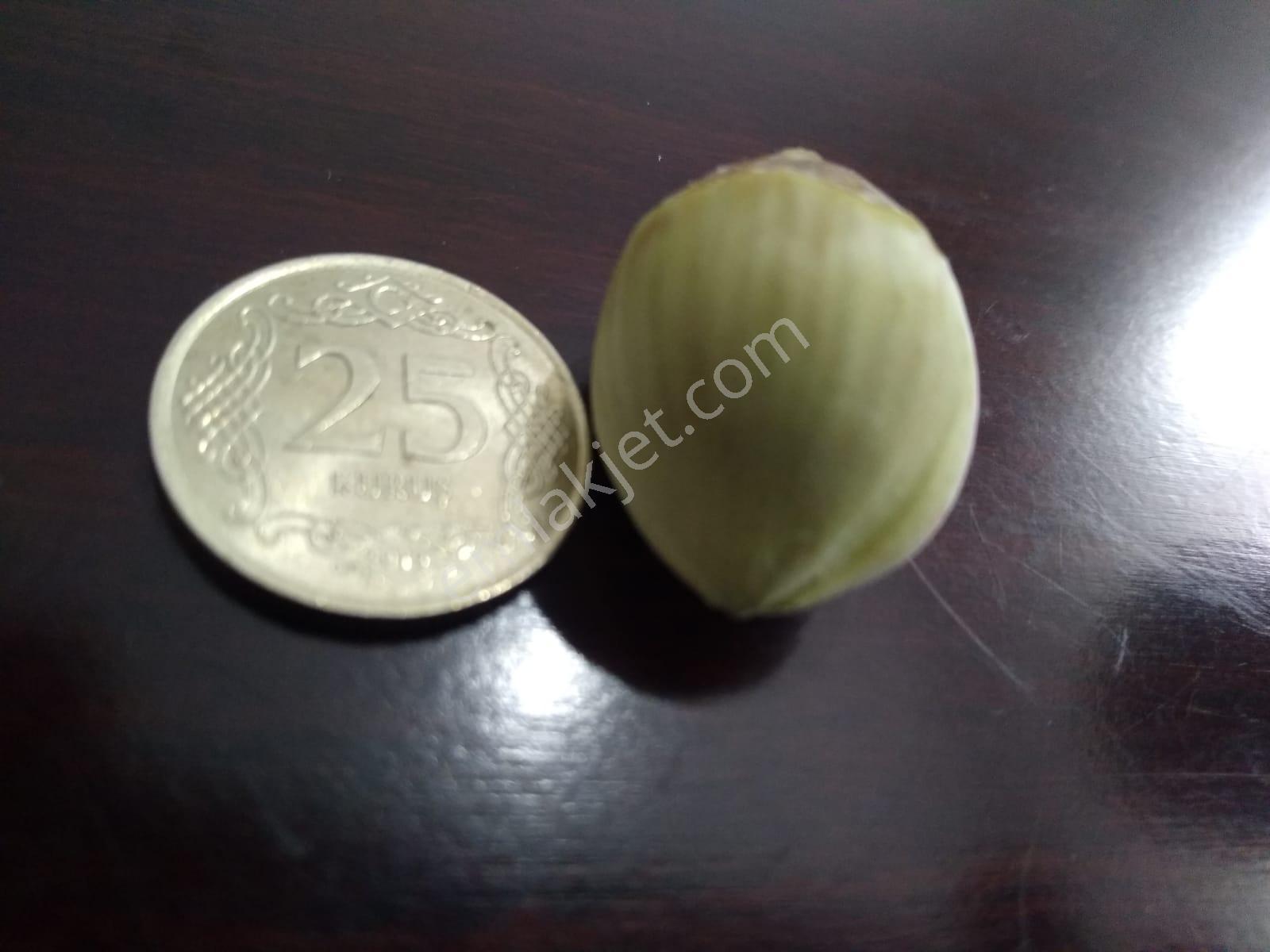 Resmi Yola 1 Parsel Hıdırlar Köyünde Fındık Bahçesi 8.8 Dönüm - Görsel 23