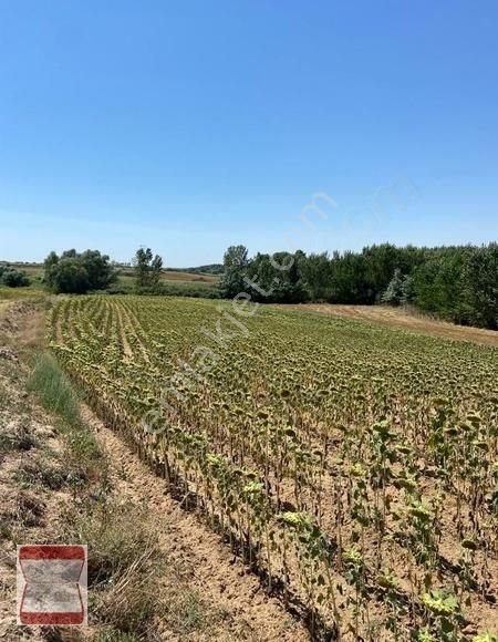 Kırklareli Merkez Kavaklı Bld. (Çarşı) Satılık Tarla Kavaklı Merkeze Yakın Resmi Yolu Olan 6250 M2 Satılık Tarla