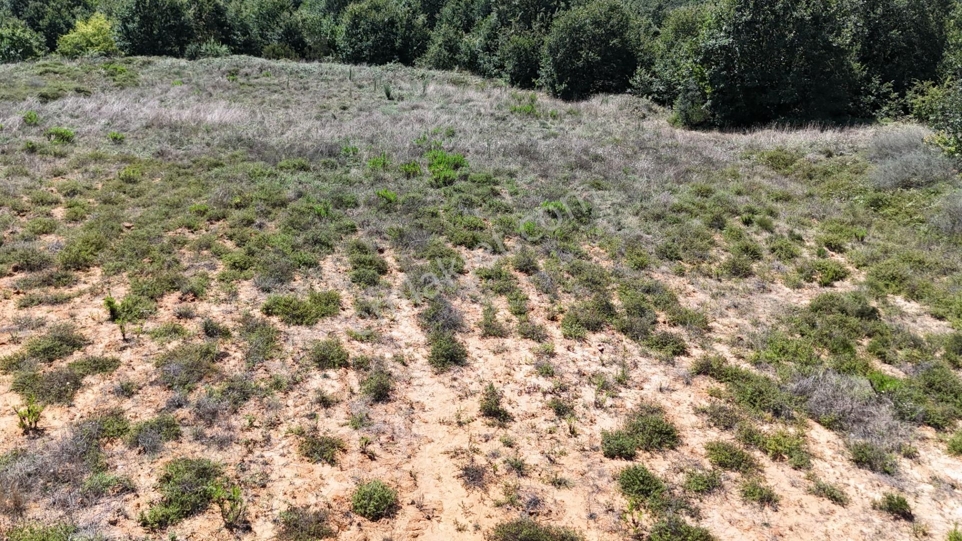 Şile Kızılcaköy 3248 M2 Özel İmarlı Satılık Arsa - Görsel 24