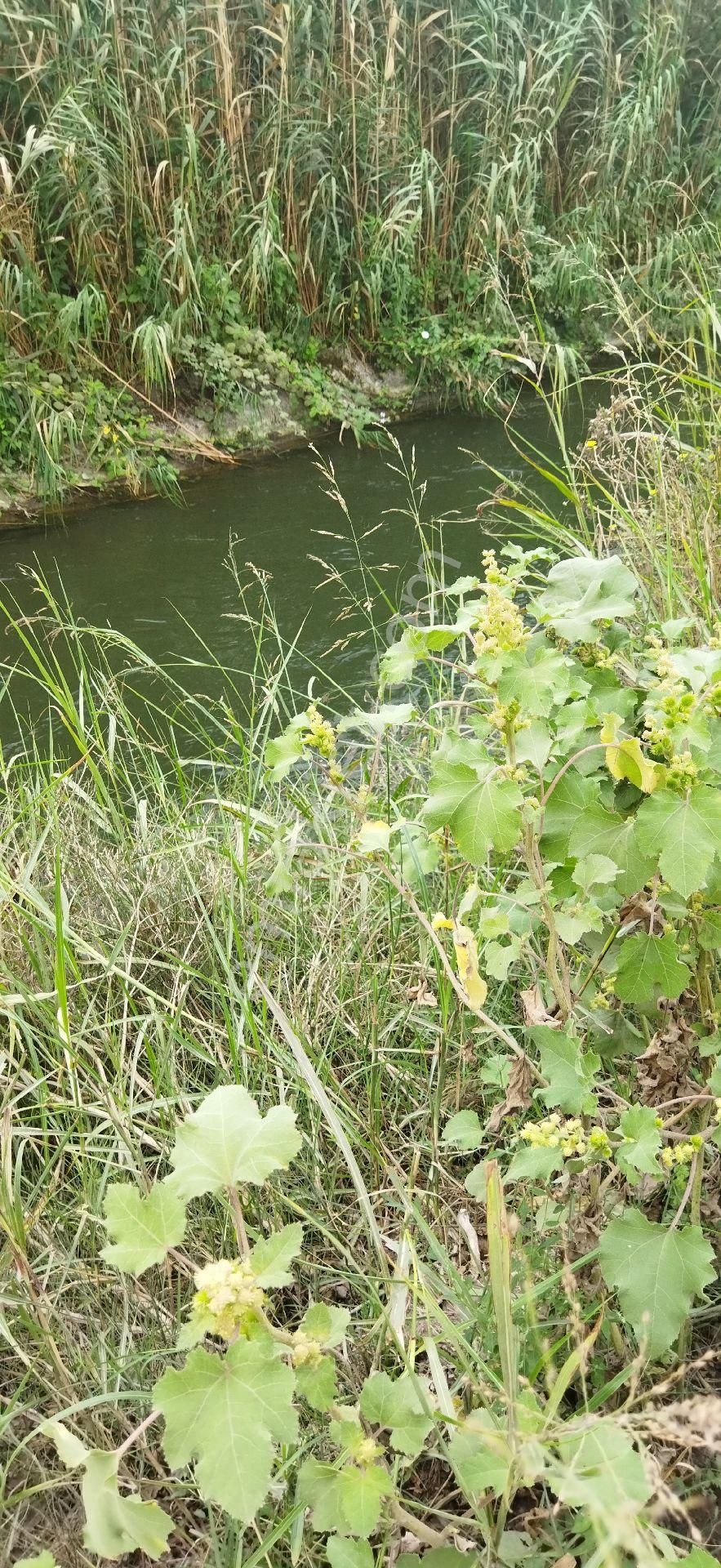 Mustafakemalpaşa Fevzidede Satılık Tarla (kendi Yerimiz) İlçeye Yakın 9 Dönüm Yolu Suyu Olan Hertürlü Sebze Yetişen Bölgede