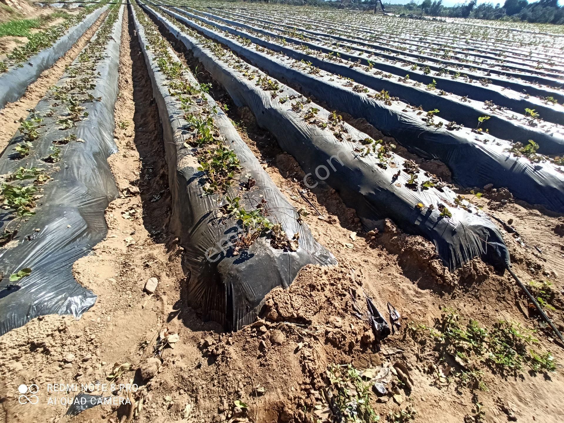 İçinde Su Elektrik Olan Meyve Bahçesi - Görsel 8