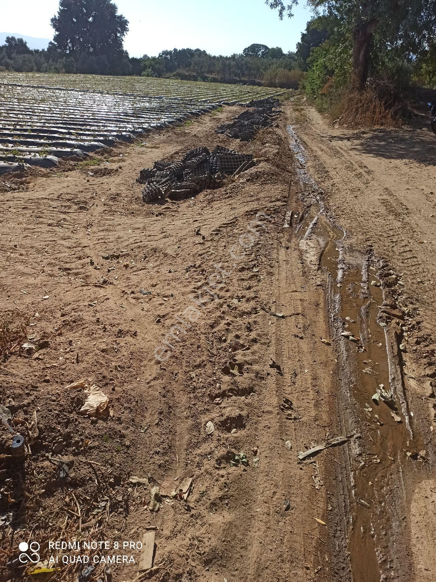 İçinde Su Elektrik Olan Meyve Bahçesi - Görsel 4