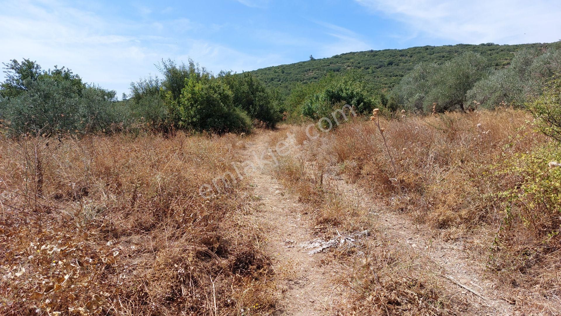 Menteşe Akkaya Satılık Tarla Muğla Merkez Akkaya Da Yolu Ve Kuyusu Olan 2780.m2 Tarla