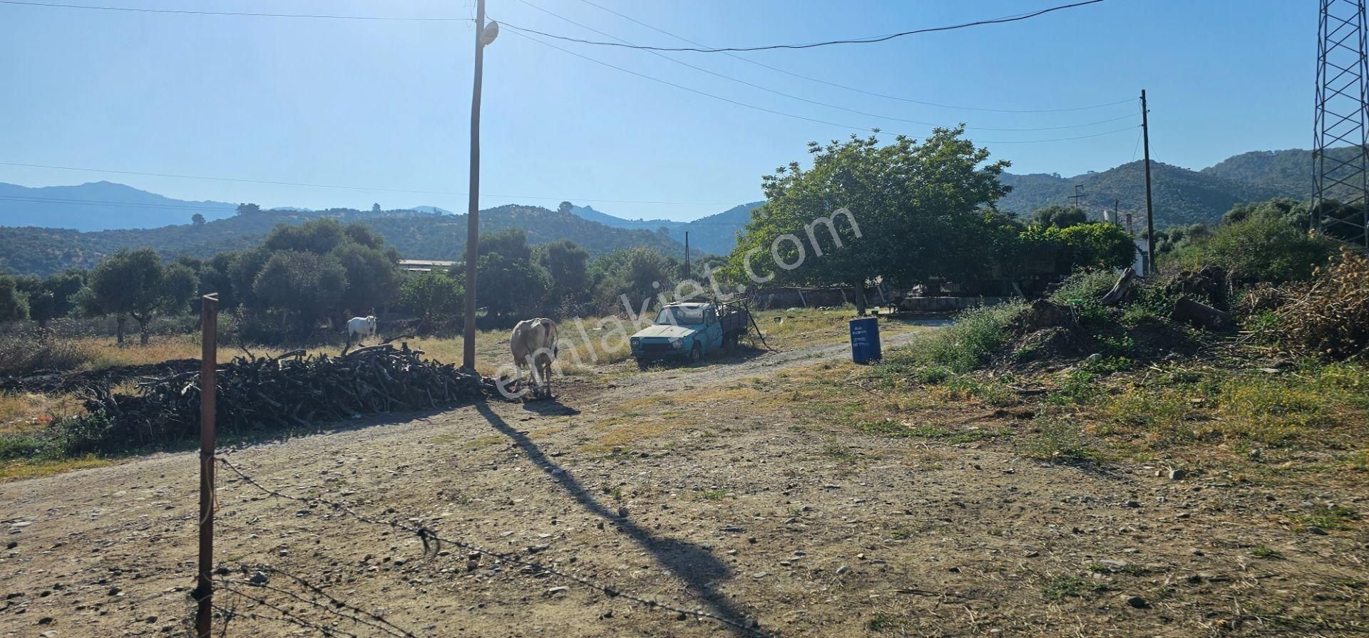 Milas Bafada 1008 M² Konut İmarlı Arsa - Görsel 18