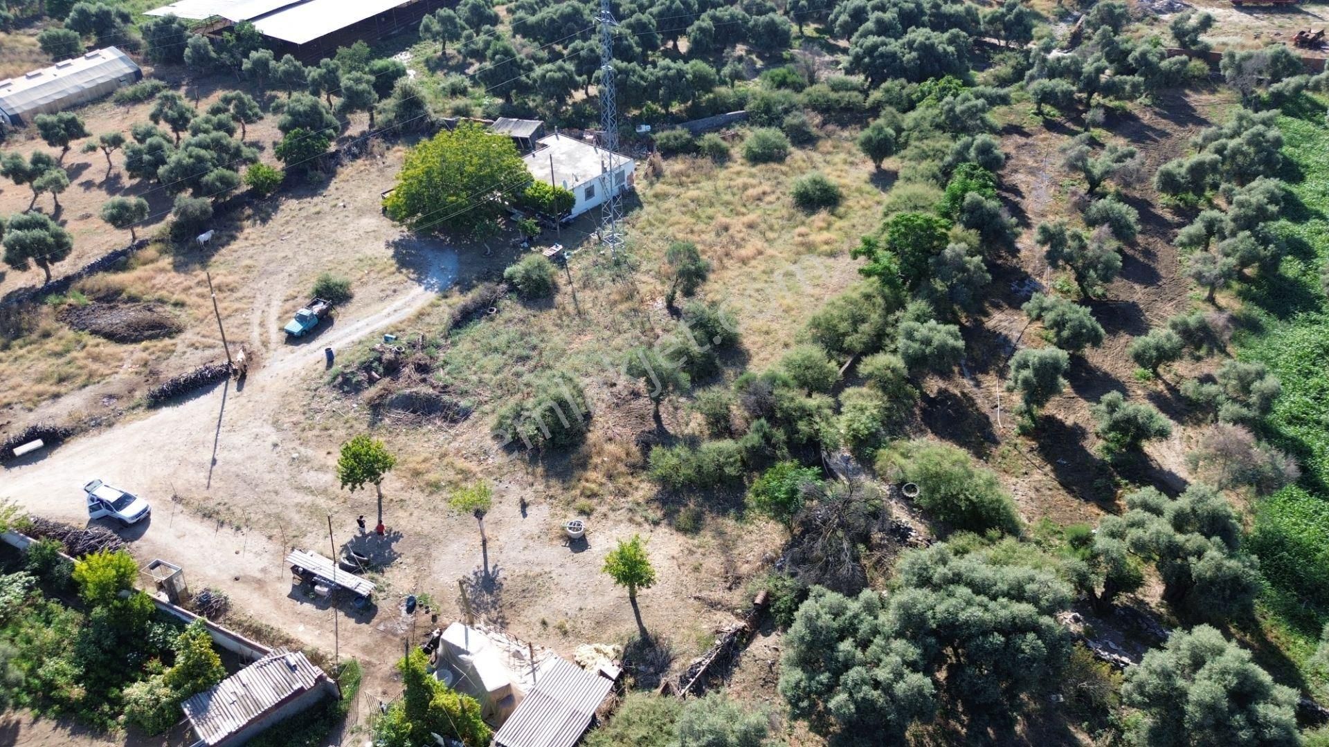 Milas Bafada 1008 M² Konut İmarlı Arsa - Görsel 12