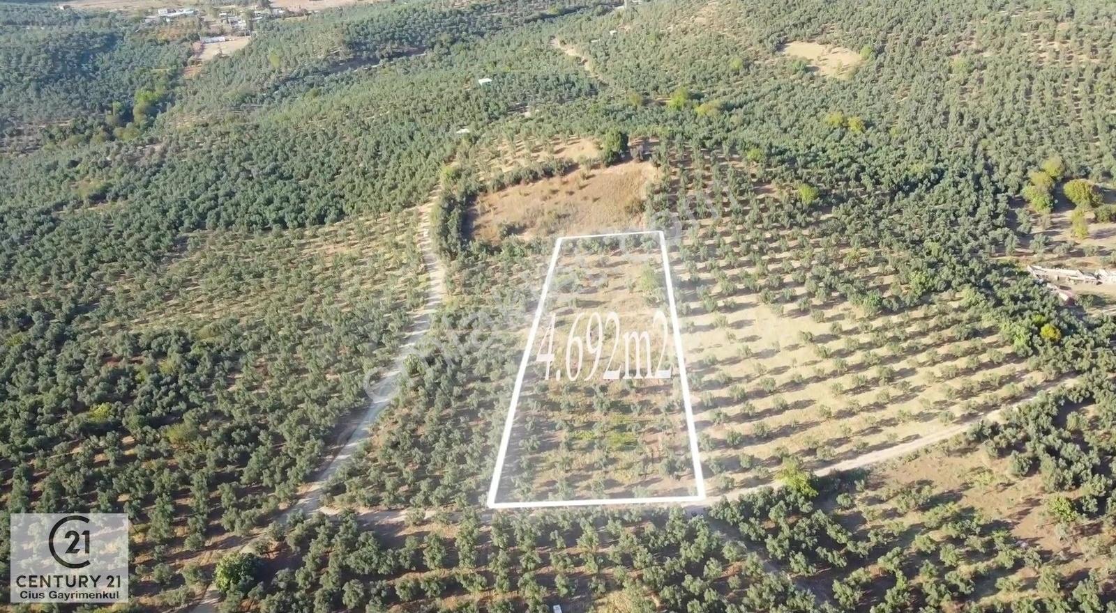 C21cius: Umurbeyde İmara 614 Metre Mesafede Yatırımlık Zeytinlik - Görsel 4
