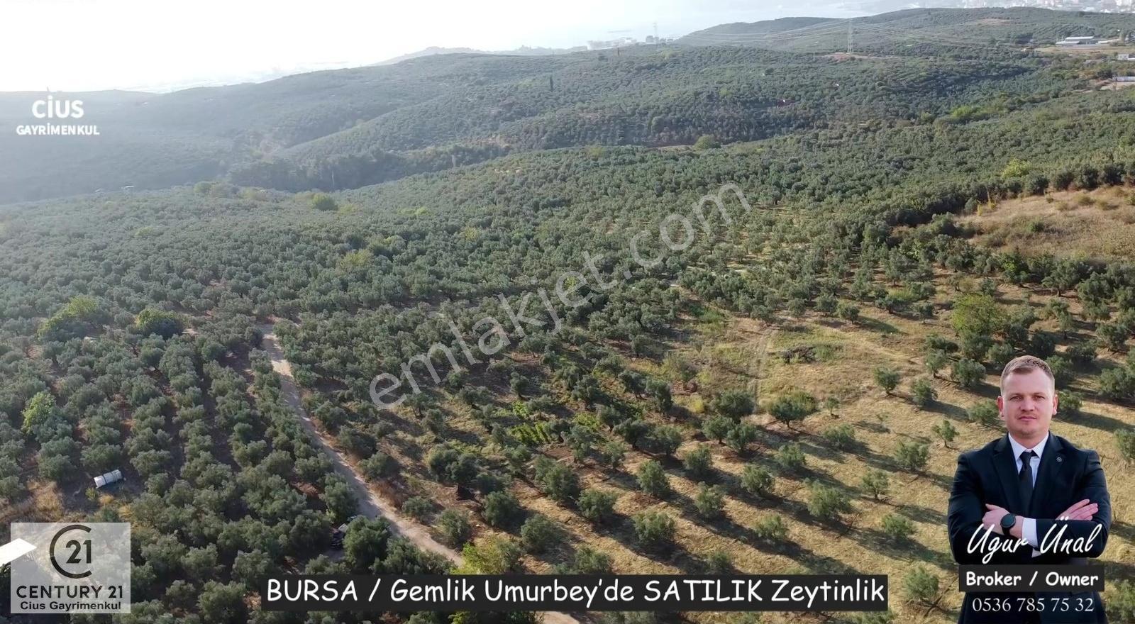 C21cius: Umurbeyde İmara 614 Metre Mesafede Yatırımlık Zeytinlik - Görsel 5