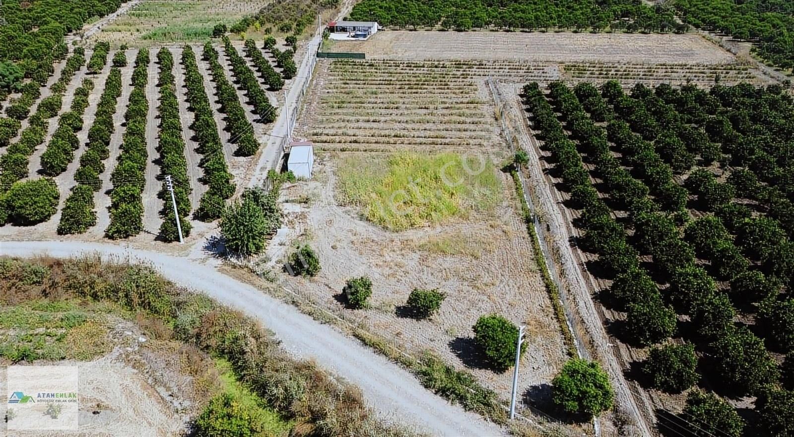 Köyceğiz Toparlar Satılık Bağ & Bahçe Atam Emlaktan Toparlarda Satılık 6250 M2 Bahçe