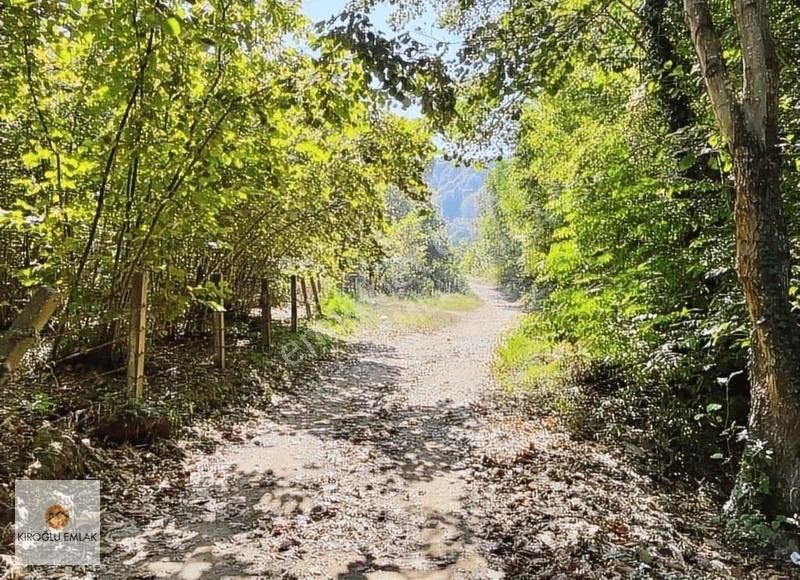 Karasu Kuyumculu Satılık Bağ & Bahçe Kuyumculluda Bungalov Yapmaya Müsait Satılık Fındık Bahçesi