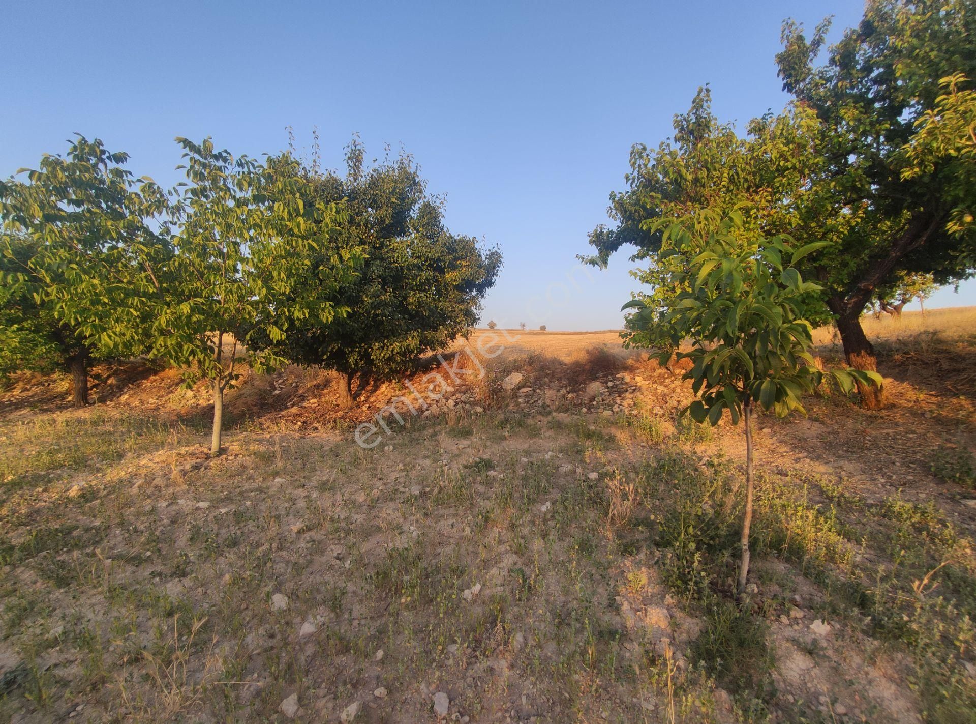 Özpınar,dan Çavuş Köyü Satılık Sulu Tarla-bahçe-bağ 12 200 M2 Merk 21 Km - Görsel 17