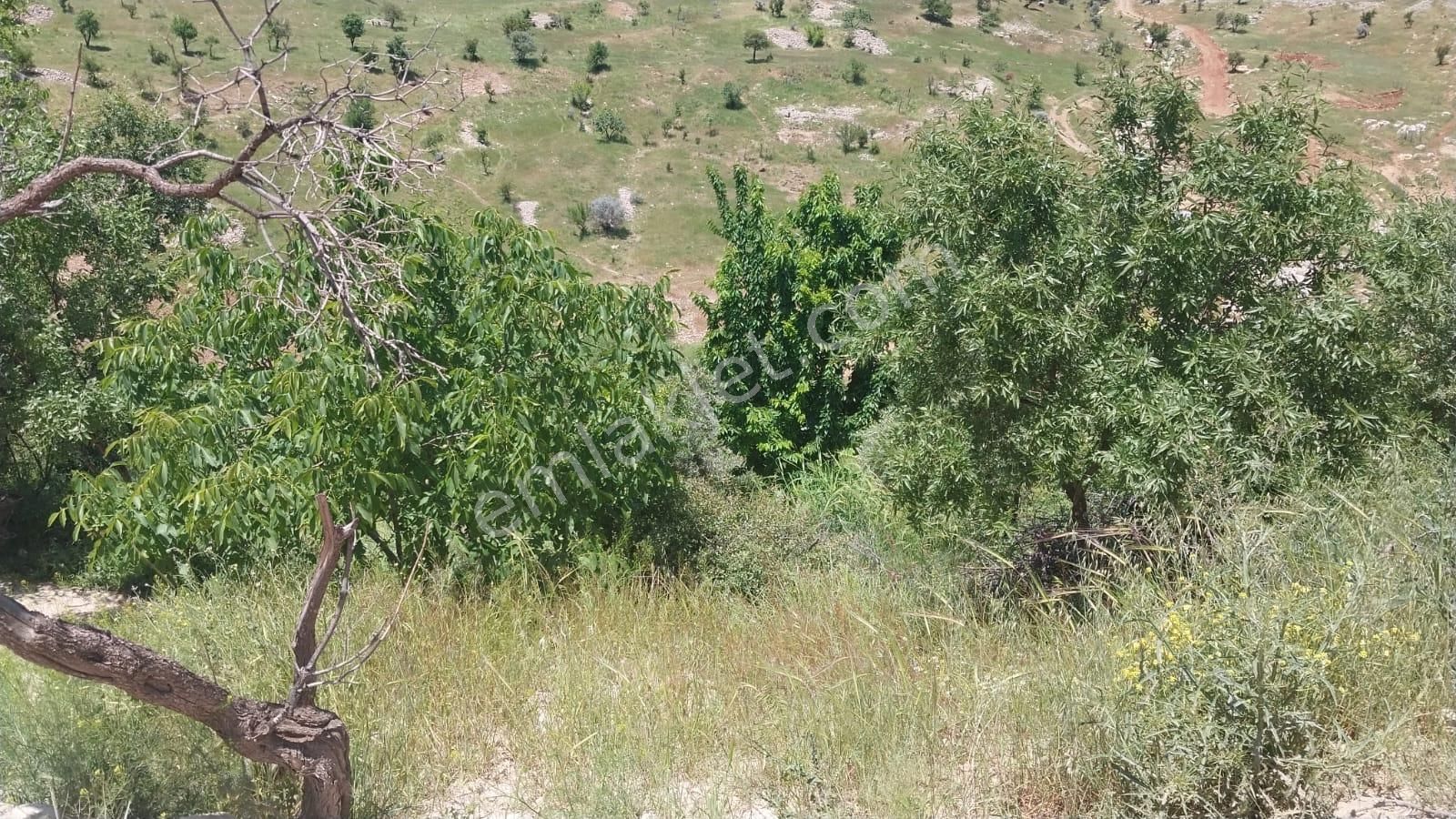 Besni Cirit Meydanı Satılık Bağ & Bahçe  Adıyaman Besni İlçesi Ciritmeyhan mah  satlık arsa