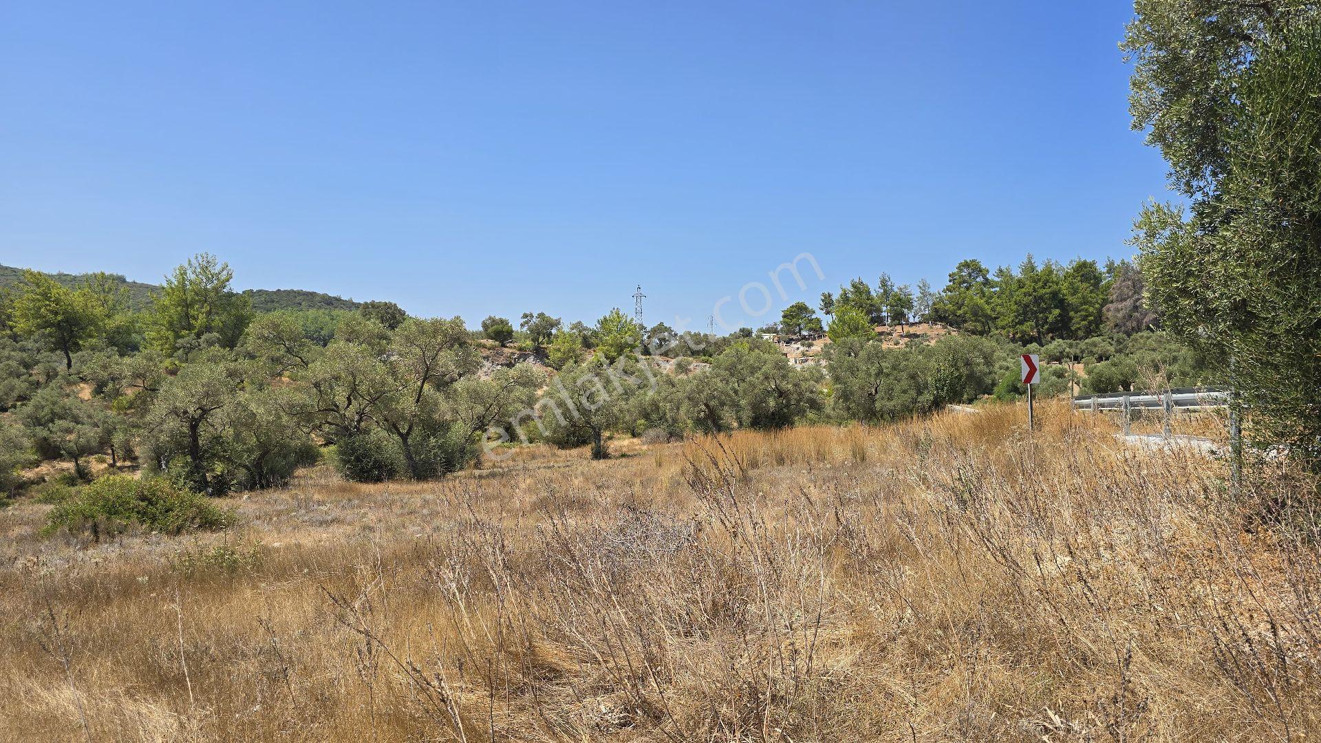 Muğla Milas Bozbük Mahallesinde Ana Yola Sıfır Doğa Manzaralı Satılık 30 Dönüm Zeytinlik - Görsel 16