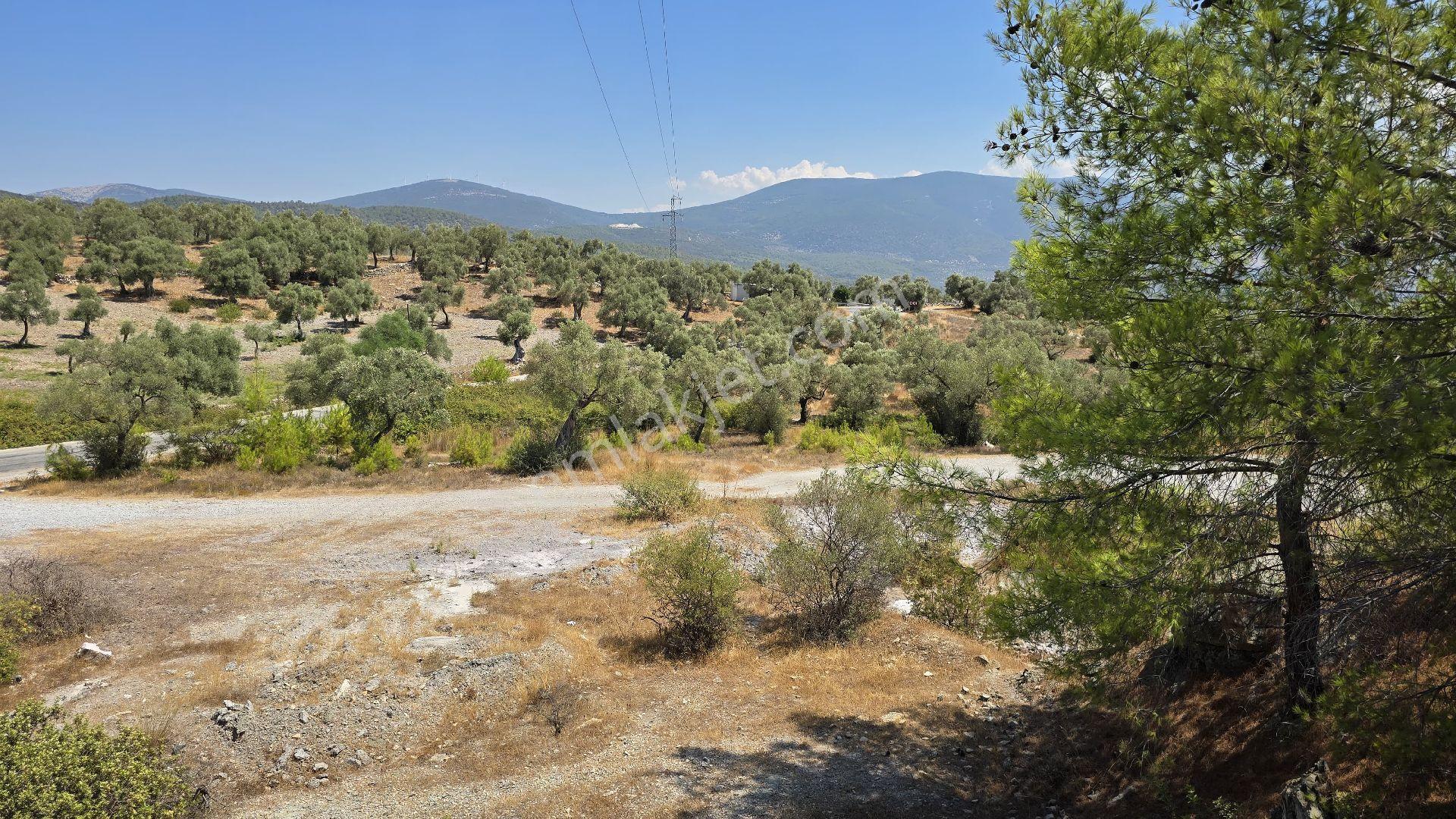 Muğla Milas Bozbük Mahallesinde Ana Yola Sıfır Doğa Manzaralı Satılık 30 Dönüm Zeytinlik - Görsel 26
