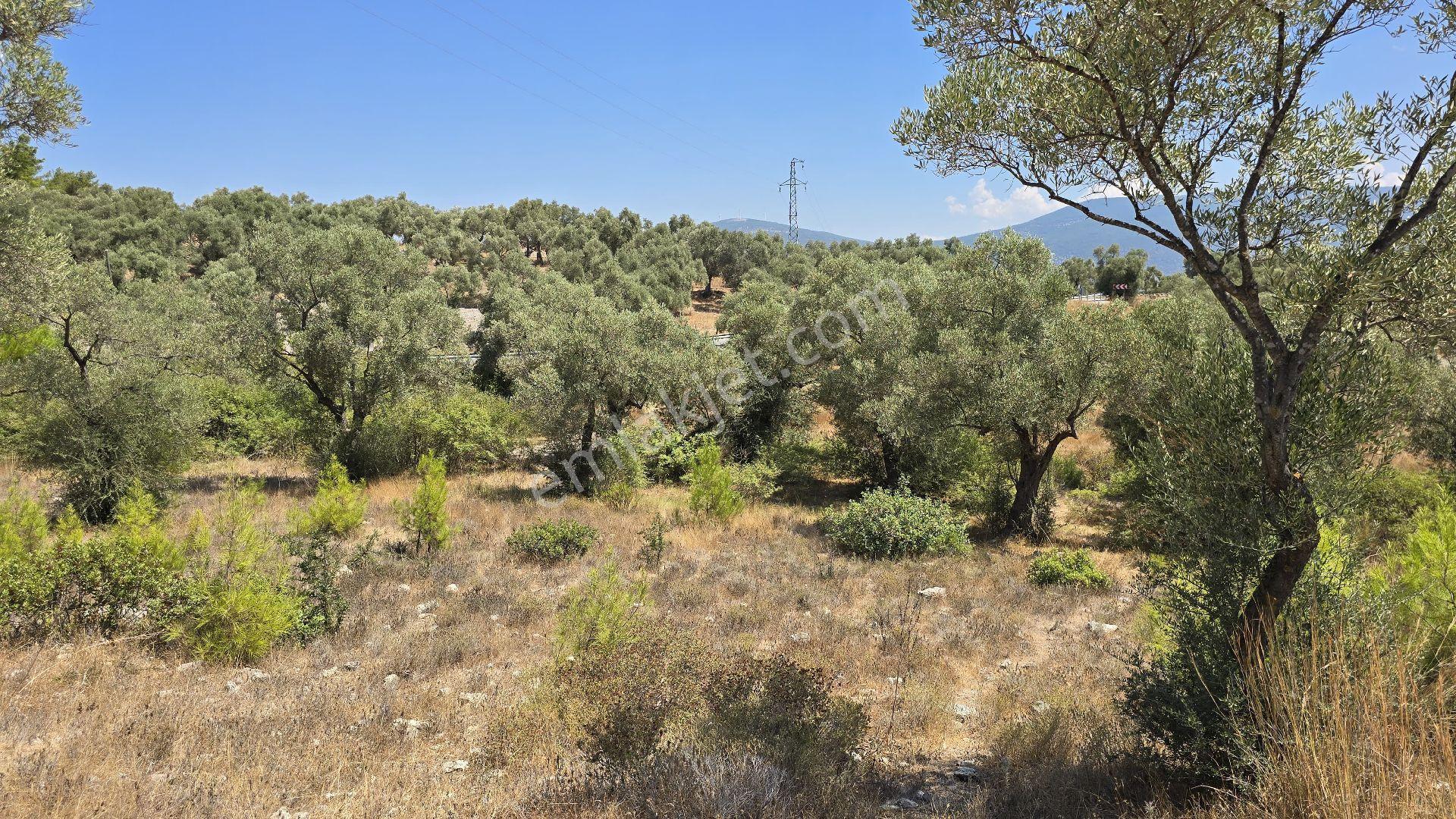 Muğla Milas Bozbük Mahallesinde Ana Yola Sıfır Doğa Manzaralı Satılık 30 Dönüm Zeytinlik - Görsel 17