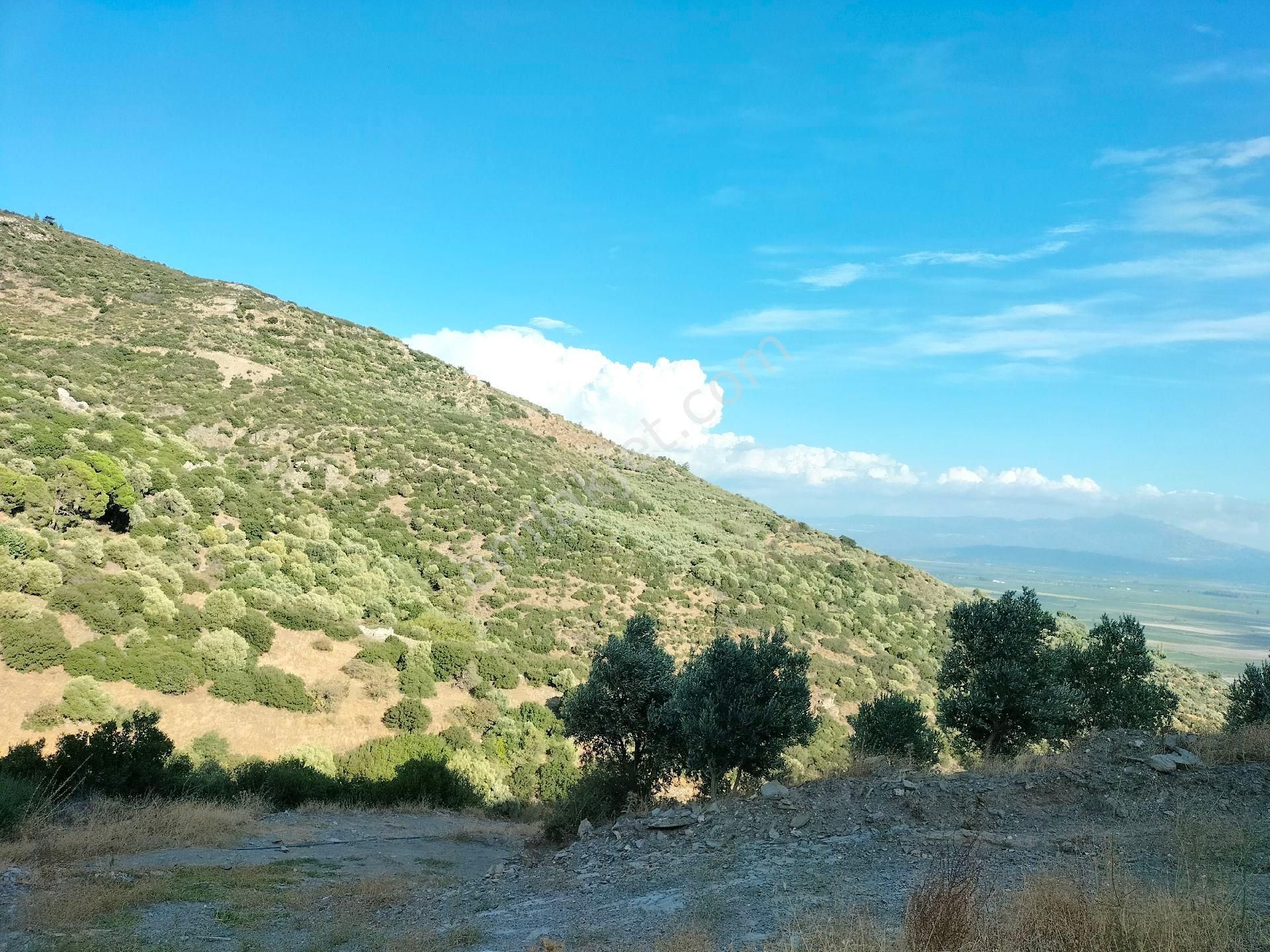 Söke Güllübahçede 9297 M2 Kelepir Zeytinlik - Görsel 19