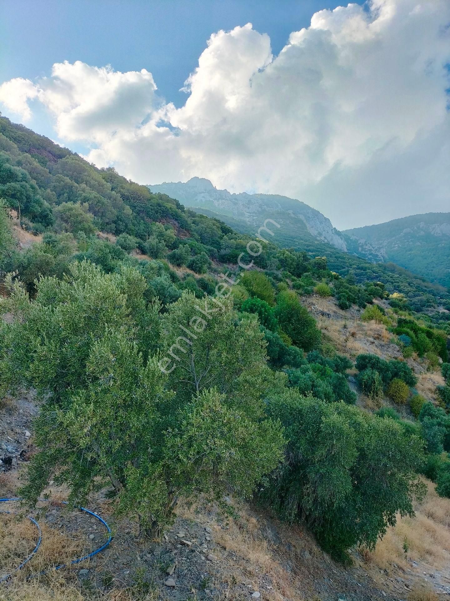 Söke Güllübahçede 9297 M2 Kelepir Zeytinlik - Görsel 13