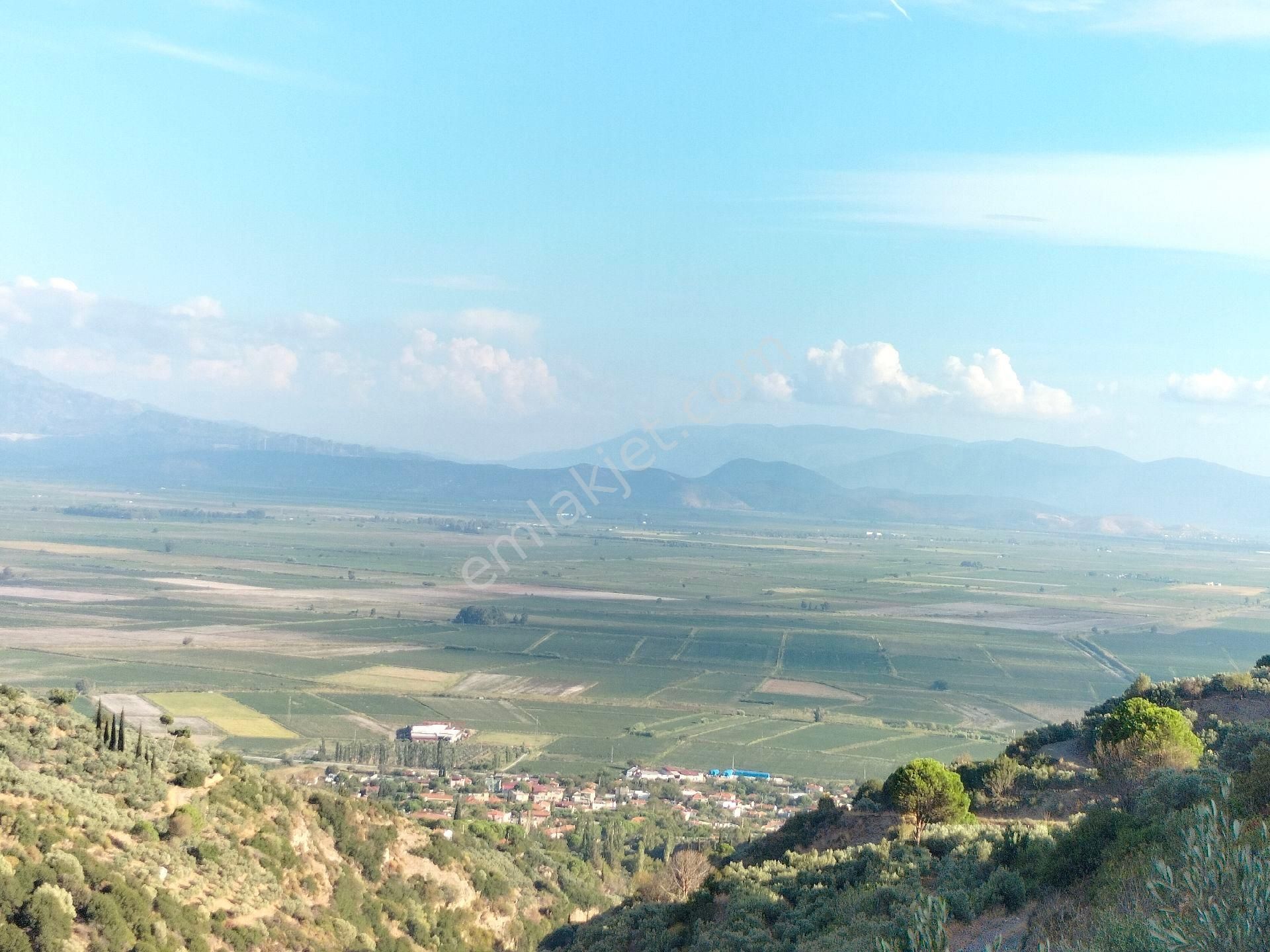 Söke Güllübahçede 9297 M2 Kelepir Zeytinlik - Görsel 5