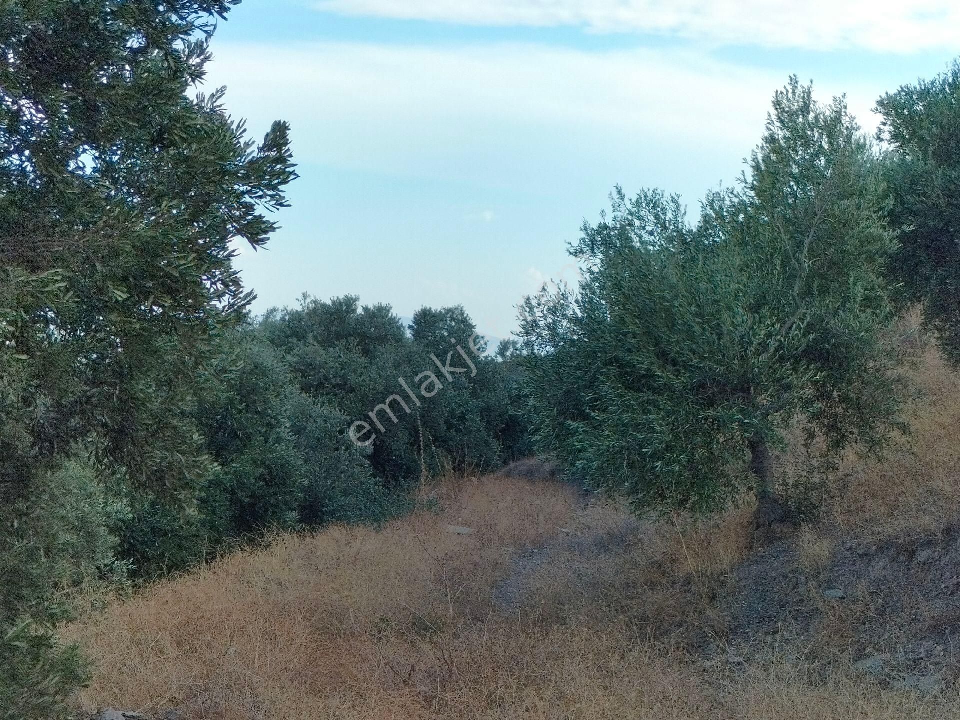 Söke Güllübahçede 9297 M2 Kelepir Zeytinlik - Görsel 4