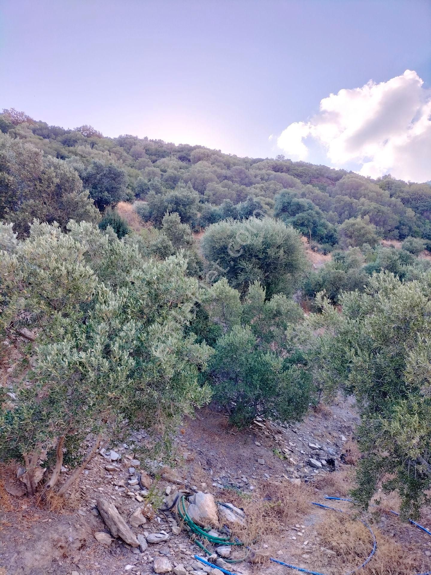 Söke Güllübahçede 9297 M2 Kelepir Zeytinlik - Görsel 12