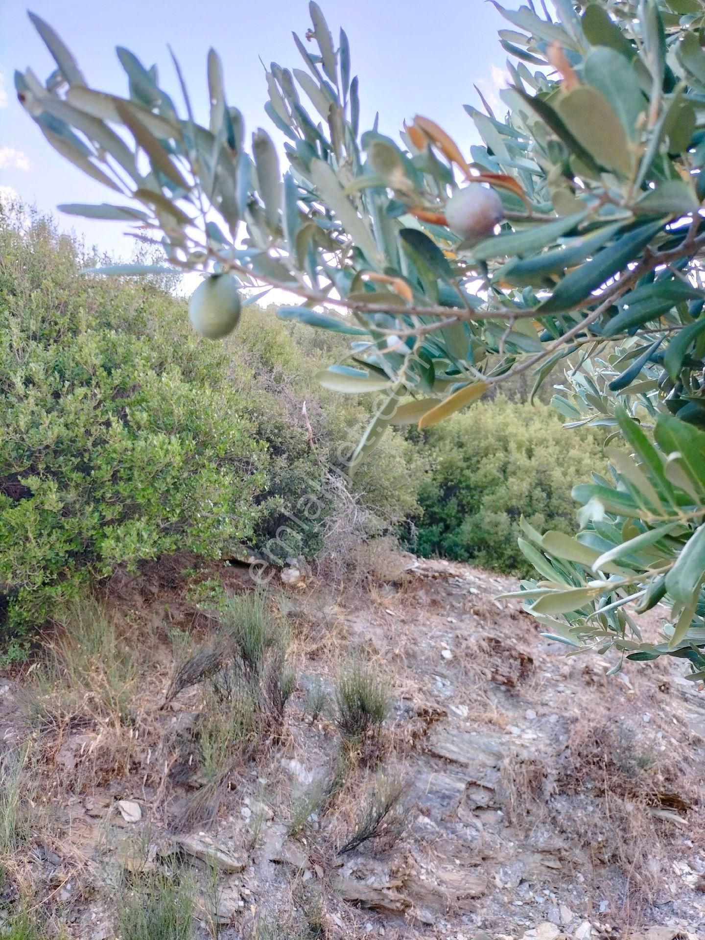 Söke Güllübahçede 9297 M2 Kelepir Zeytinlik - Görsel 17