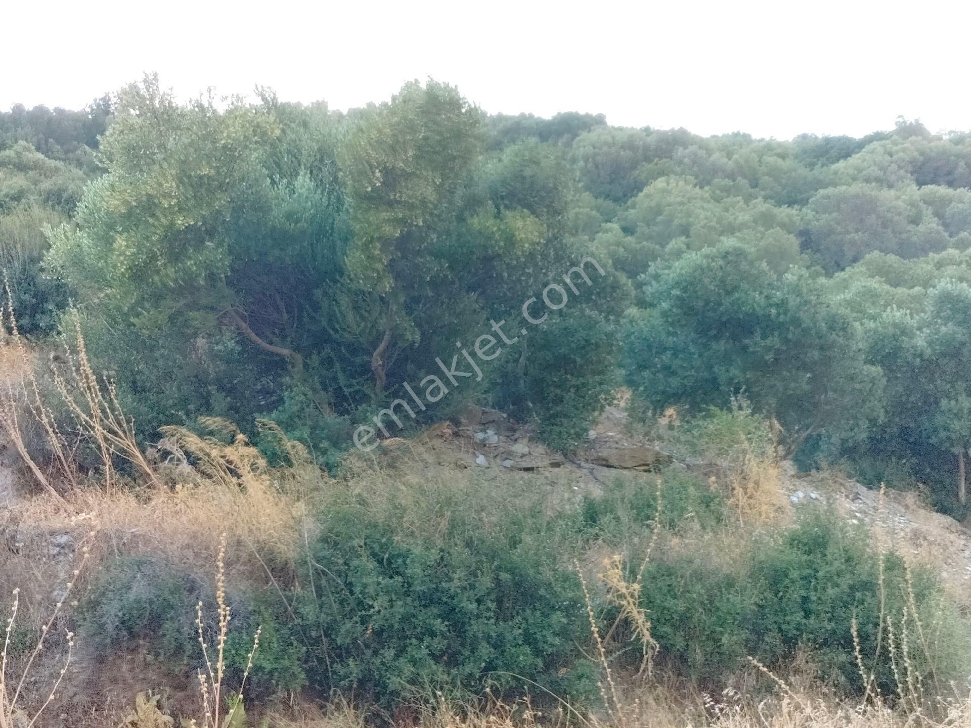 Söke Güllübahçede 9297 M2 Kelepir Zeytinlik - Görsel 7