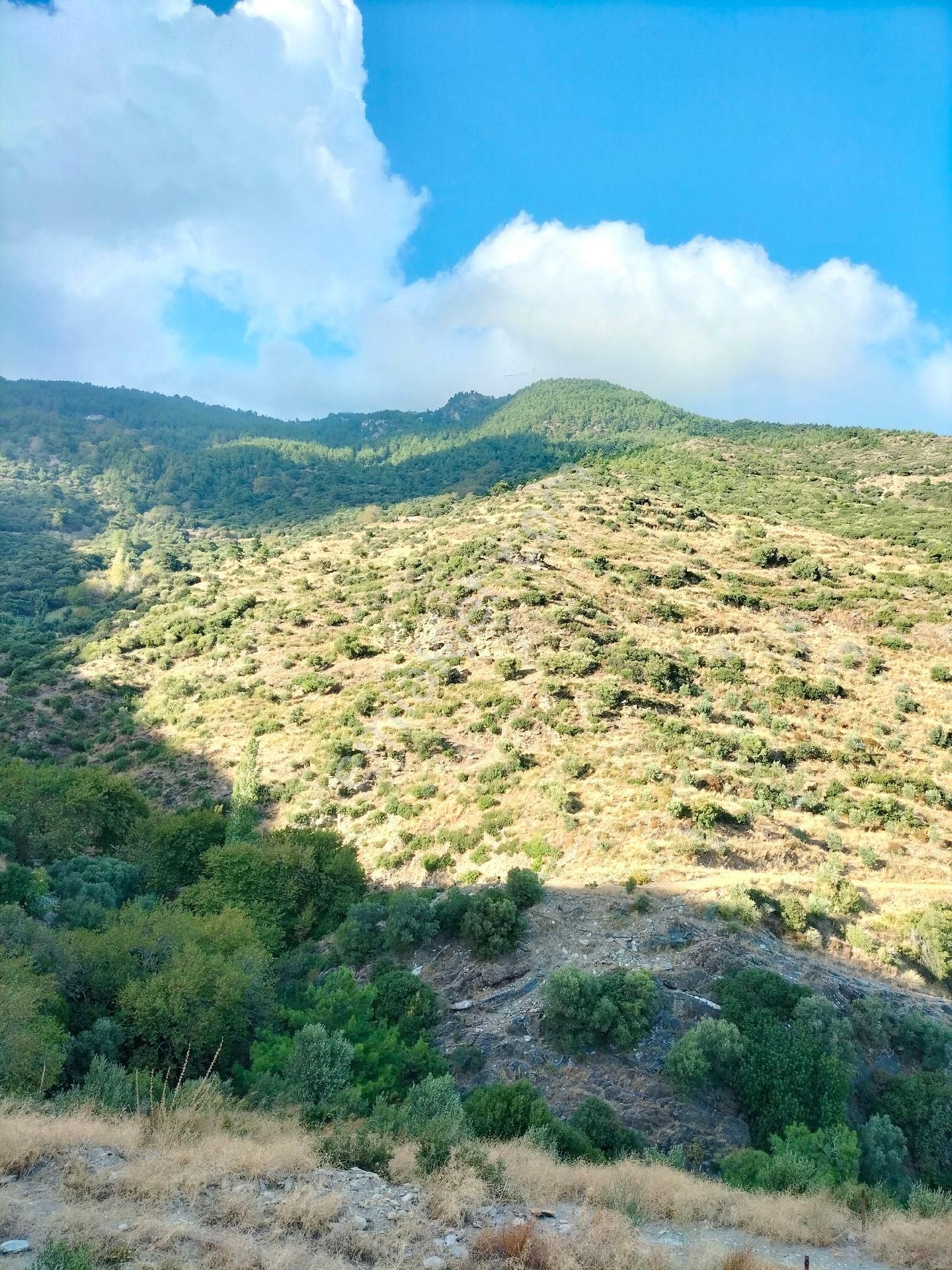 Söke Güllübahçede 9297 M2 Kelepir Zeytinlik - Görsel 10