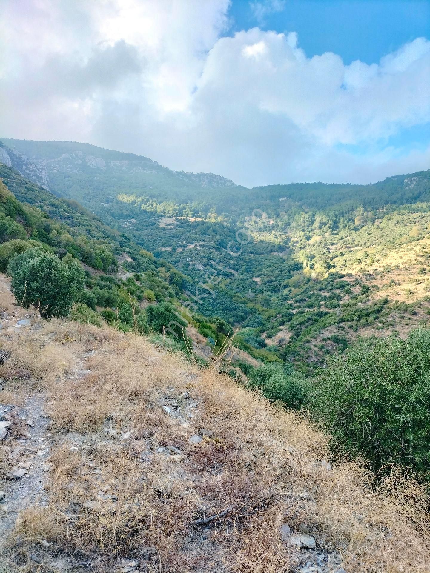 Söke Güllübahçede 9297 M2 Kelepir Zeytinlik - Görsel 14