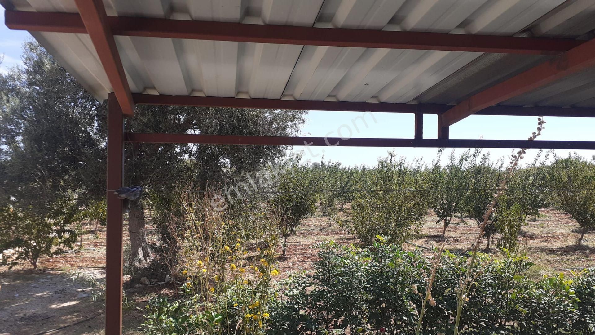 Kızkalesi'nde Deniz Manzaralı Satılık Sera Ve Bahçe - Görsel 9