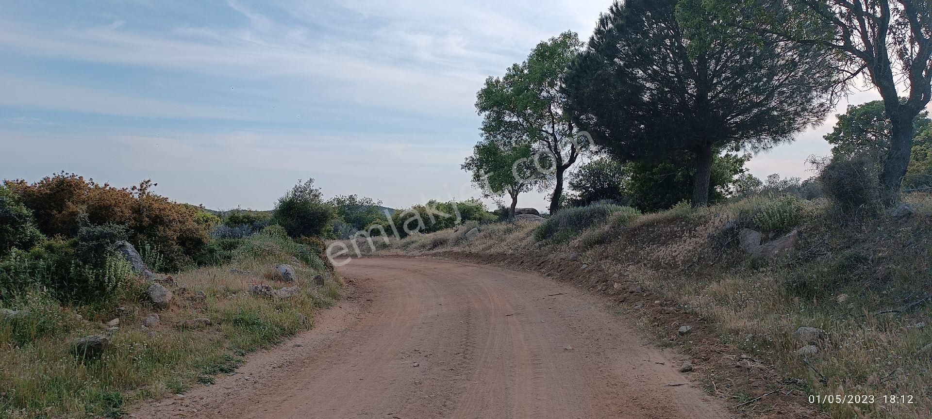 Ezine Alemşah Köyü Satılık Zeytinlik Çanakkale Ezine Alemşah kadastro yoluna cephe 