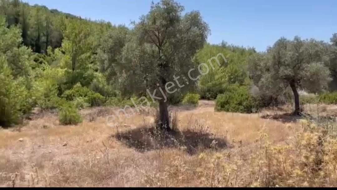 Milas Kazıklı Satılık Tarla kazıklı da anayola sıfır deniz ve doğa manzaralı satılık 11 dönüm tarla