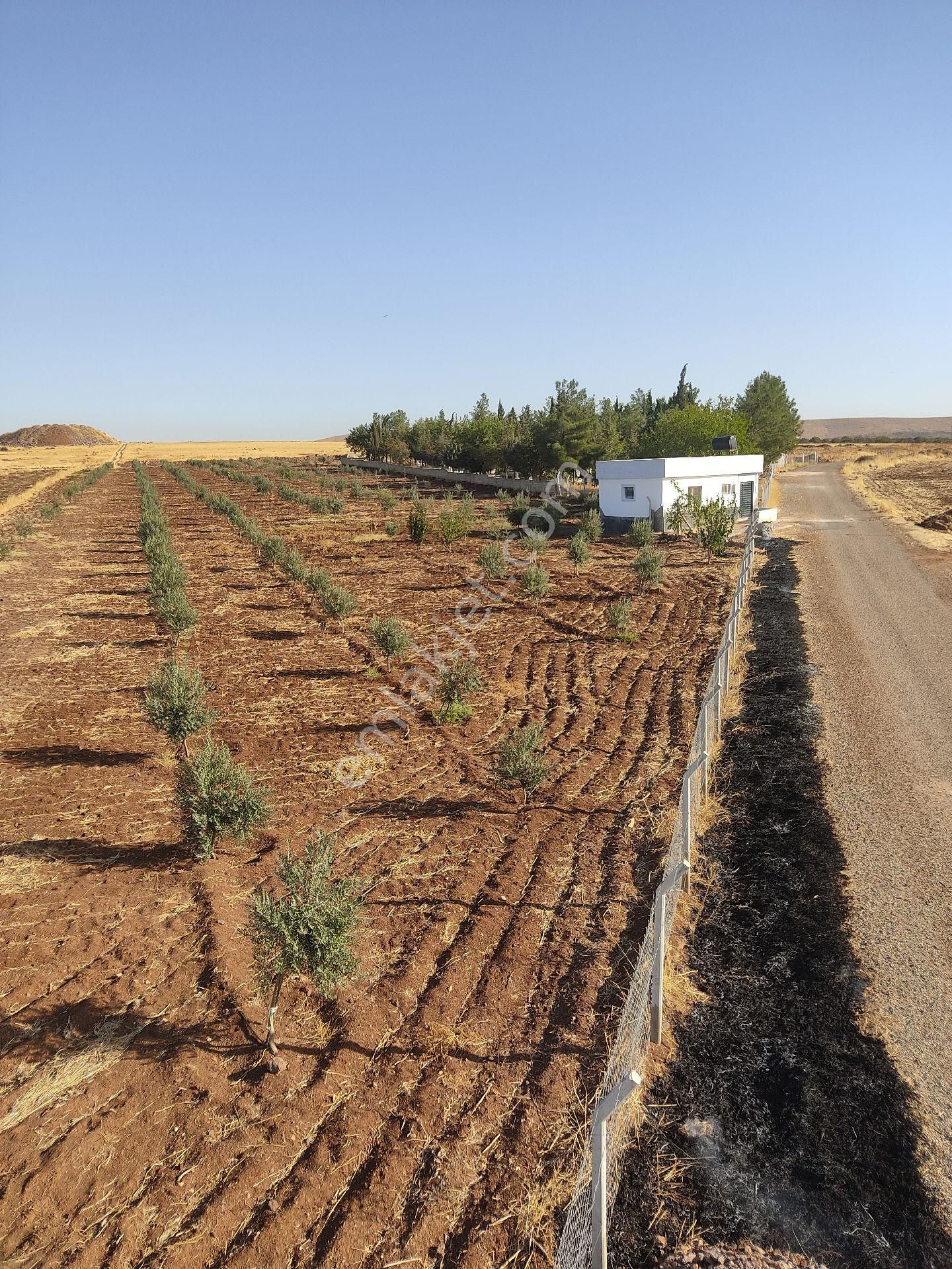 Şahinbey Bozca Satılık Arazi Gaziantep/şahinbey Bozcada Ön Cephesi Asfalta Arka Cephesi Kadasro Yoluna Sıfır Satılık Bağ Evi