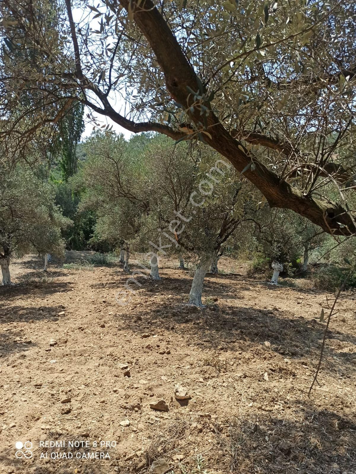 Kuşadası Çınarköy Satılık Tarla yol kenarı elk su mevcut 4 dönüm üzüm bağı