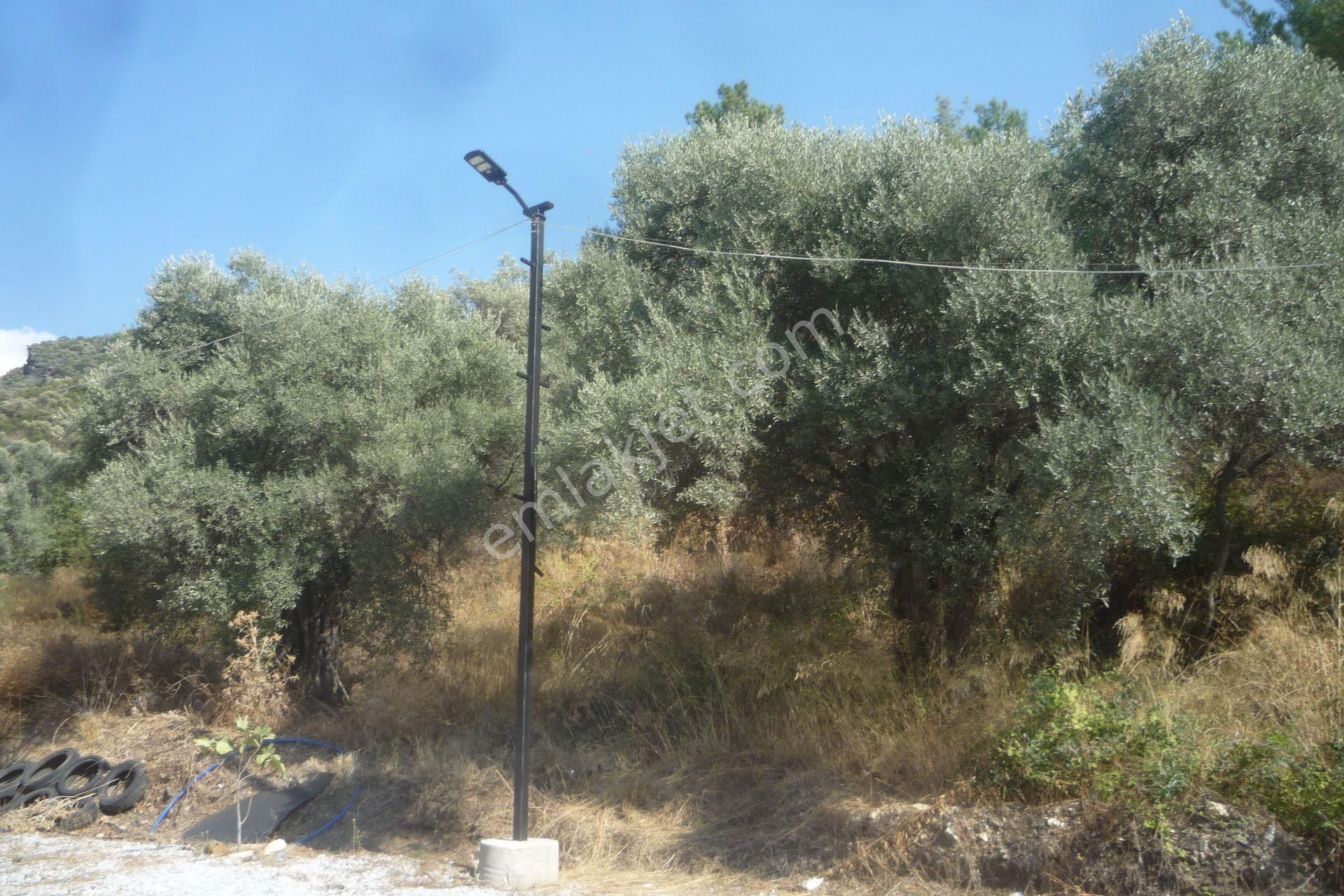 İzmir Torbalı Gold Emlaktan Satılık Zeytin Bahçesi... - Görsel 3