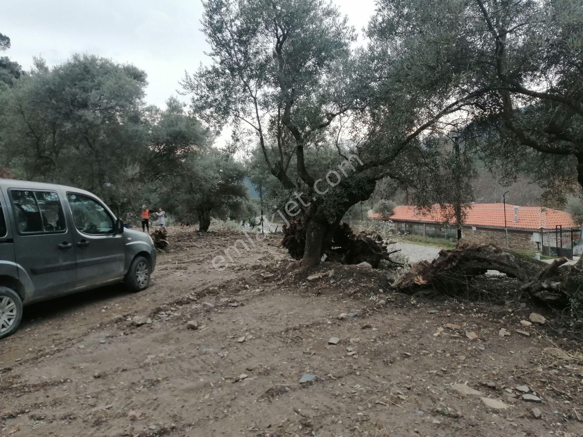 İzmir Torbalı Gold Emlaktan Satılık Zeytin Bahçesi... - Görsel 19